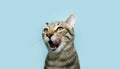 Portrait hungry little cat licking its lips with tongue. Isolated on blue pastel background, on summer or spring season