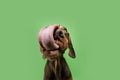 Portrait hungry puppy doberman dog licking its lips with tongue. Isolated on green background