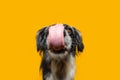 Portrait hungry puppy dog licking its lips with tongue and looking at camera. Isolated on yellow background