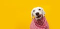 Portrait hungry puppy dog ready for eat licking with tongue its lips. Isolated on yellow background