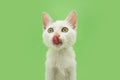 Portrait hungry small cat licking its lips with tongue. Isolated on green background Royalty Free Stock Photo