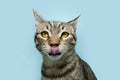 Portrait hungry small cat pet licking its lips with tongue. Isolated on blue pastel background Royalty Free Stock Photo