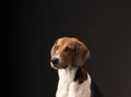 Hunting dog in the studio Royalty Free Stock Photo