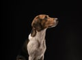 Hunting dog in the studio Royalty Free Stock Photo