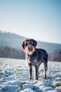 Portrait of a hunting dog,Rough-coated Bohemian Pointer, in a snowy landscape with an interested and enthusiastic look. Cesky