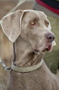 Portrait of a hunting dog. Weimaraner. Weimar Pointer. The dog sits near the owner`s feet Royalty Free Stock Photo