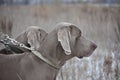 Portrait of a hunting dog. Weimaraner. Weimar Pointer. View of the dog on the right Royalty Free Stock Photo