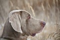 Portrait of a hunting dog. Weimaraner. Weimar Pointer. View of the dog on the right Royalty Free Stock Photo