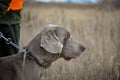 Portrait of a hunting dog. Weimaraner. Weimar Pointer. View of the dog on the right Royalty Free Stock Photo