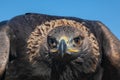 Portrait of the hunting Eagle