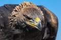 Portrait of the hunting Eagle