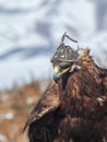 Portrait of a hunting golden eagle in a leather hat. Hunting with eagle. Portrait of a bird with a head covering. Copy space Royalty Free Stock Photo