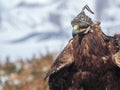 Portrait of a hunting golden eagle in a leather hat. Hunting with eagle. Portrait of a bird with a head covering. Copy space Royalty Free Stock Photo