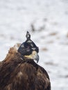 Portrait of a hunting golden eagle in a leather hat. Hunting with eagle. Portrait of a bird with a head covering. Copy space. Royalty Free Stock Photo
