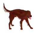 Portrait of hunting Irish Red Setter vector.