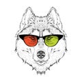 Portrait of the husky in the colored glasses. Think different. Vector illustration.