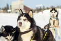 Portrait of a husky with different eyes Royalty Free Stock Photo