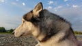 Portrait of a husky dog on a background of blue sky in the rays of the setting sun Royalty Free Stock Photo