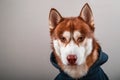 Portrait husky dog in black hoodie on Isolated gray background. Red siberian husky in sweatshirt looks at camera front view.