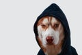 Portrait husky dog in black hoodie on Isolated white background. Brown siberian husky in sweatshirt looks at camera front view.