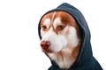 Portrait husky dog in black hoodie on Isolated white background. Red siberian husky in sweatshirt looks at camera, side view.