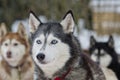 Portrait husky dog with blue eyes Royalty Free Stock Photo