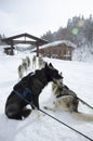 Portrait of a husky dog in the campsite. Lovely black husky from the sled dog team