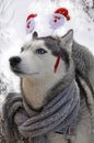 Portrait of a husky dog with a hoop - ears - santa claus and a scarf in winter Royalty Free Stock Photo