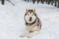 Portrait of Husky dog lying in winter forest. Brown and White Siberian husky is on the snow on Sakhalin Island in Russia Royalty Free Stock Photo
