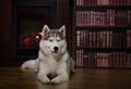 Portrait husky dog near a fireplace Royalty Free Stock Photo