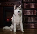 Portrait husky dog near a fireplace