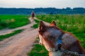 Portrait of a husky dog rear view. Red Siberian husky turns to look at the silhouette of a man leaving on a dirt road.