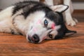 Portrait husky dog with red lipstick marks kiss on his head.