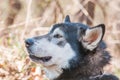 Portrait of a sleddog before the race