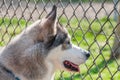 Portrait of a sleddog before the race