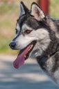 Portrait of a sleddog before the race