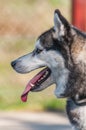 Portrait of a sleddog before the race