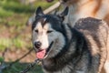 Portrait of a sleddog before the race