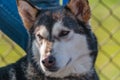 Portrait of a sleddog before the race