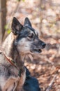 Portrait of a sleddog before the race