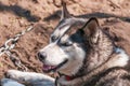 Portrait of a sleddog before the race