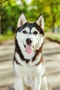 Portrait Husky dog with a smile Royalty Free Stock Photo