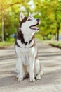 Portrait Husky dog with a smile