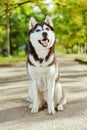 Portrait Husky dog with a smile Royalty Free Stock Photo