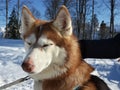 Portrait of husky dog in the snow Royalty Free Stock Photo