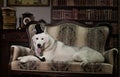 Portrait husky dog with top hat and pipe on couch