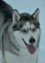 Portrait of a husky dog on white snow