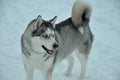 Portrait of a husky dog on white snow