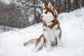 Portrait of a Husky dog in the winter forest