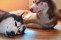 Portrait husky dogs with red lipstick marks kiss on his head. Siberian husky lying on the floor in bliss. Concept of love pet.